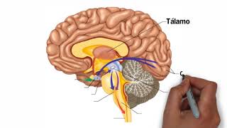 🔵 Partes del CEREBRO HUMANO 🧠 y sus Funciones ✔️ [upl. by Atteiluj]