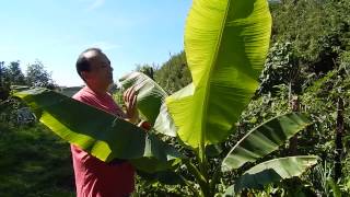 Le jardin en éloctropermaculture labondance [upl. by Jaynes546]