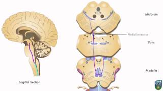 AXON Dorsal Column Pathway Fine Tactile Sensation Conscious Proprioception from Foot 2 of 9 [upl. by Rora]