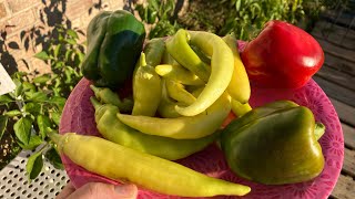 NEXT TO MY LAST HARVEST HARVESTING PEPPERS  GARDENING [upl. by Lougheed]