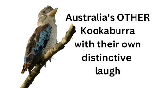 Bluewinged Kookaburra Call Australian Birds birdcall [upl. by Eimirej142]