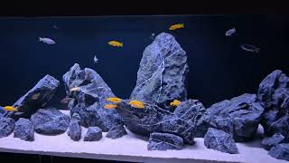 Acquario Malawi full mbuna 240x60x60 121124 [upl. by Sang]