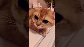 Hi Im britnie fullscottish cuteanimal cutecat catlover cutepet scottishfold britishshort [upl. by Tzong987]