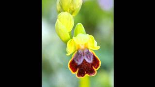 Orchidee Spontanee del Bosco di Santo Pietro HD [upl. by Virg670]