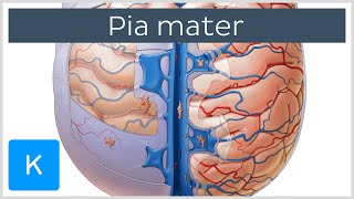 Meningeal covering and modification Spinal cord [upl. by Jarvis835]