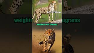 top 20 Largest Land Carnivores The Cheetah [upl. by Esil349]