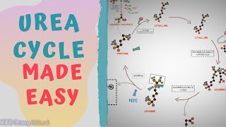 UREA CYCLE MADE EASY 2020  METABOLISMS MADE SIMPLE [upl. by Enorej]