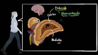 Adrenal cortex Glucocorticoids mineralocorticoids  control amp coordination  Biology  Khan Academy [upl. by Nynnahs127]