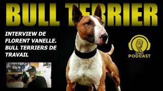 BULL TERRIER DE TRAVAIL FLORENT VANELLE PARLE CASH Secrets délevage consanguinité chasse [upl. by Animas]