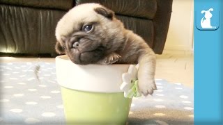 5 Pug Puppy Moments To Make You SQUEE  Puppy Love [upl. by Banebrudge]