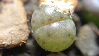 Lithops dinteri ssp multipunctuata C326 6 Months Old [upl. by Christianson338]