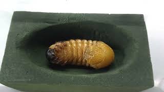 Healthy Prepupa Chalcosoma caucasus Larvae [upl. by Aisenet]