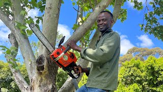 Meet the Dreamers  John White Gardener amp Tree Feller [upl. by Noyr37]