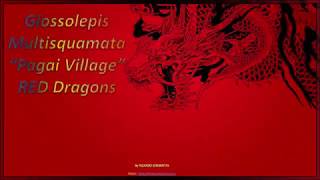 Glossolepis Multisquamata Pagai Village RED DRAGONS [upl. by Fridlund]