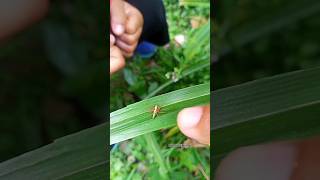 The LongLegged Jumping Spiderinsects spider shorts [upl. by Secnarfyram]