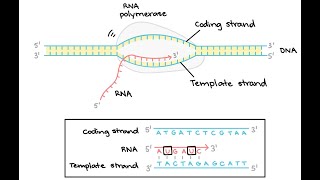 How to solve Transcription and Translation exam problems for Biology [upl. by Haeel]