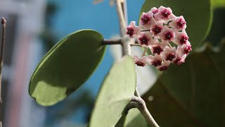 Hoya Care amp Tips to grow Peduncles [upl. by Ahsikin]