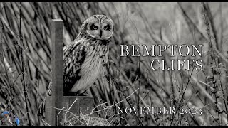 Short Eared Owl at Bempton Cliffs watching for Voles on a post [upl. by Jillana112]