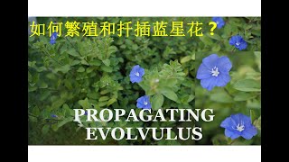 如何繁殖和扦插蓝星花  Propagating Evolvulus [upl. by Ahker]