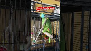 hundo parrot sweetbird birds sweetparrotentertainment playingtoys [upl. by Dombrowski]