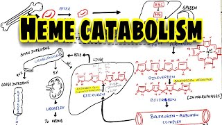 Heme catabolism in hindi  Bilirubin metabolism in hindi  Eduluminescence [upl. by Eylhsa106]