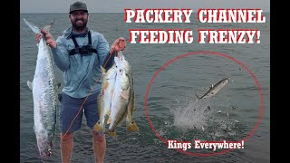 FEEDING FRENZY at PACKERY CHANNEL Jetties Corpus Christi TEXAS  Redfish limits and BIG KINGFISH [upl. by Kalindi]