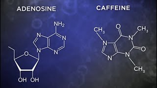 Caffeine causes brain damage activates microglia [upl. by Sheri157]