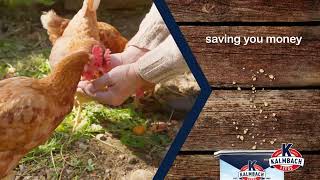 Kalmbach Feeds for Healthier Happier Hens [upl. by Lemar]