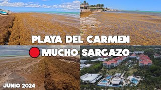 TODOS LOS HOTELES DE PLAYA DEL CARMEN  5 JUNIO 2024 SARGAZO EXCESIVO HOY [upl. by Oalsinatse]