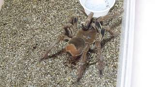 CARE NOTES Burgundy Goliath Bird Eater Theraphosa stirmi Presented by the Deadly Tarantula Girl [upl. by Schwartz]