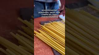 Bioengineering and GMOs Carbonara Recipe [upl. by Frederigo]