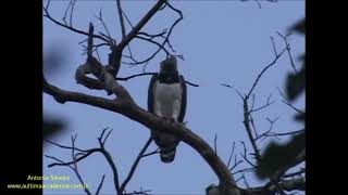 Harpy Eagle Serra da Bodoquena MS by Antonio Silveira [upl. by Oos]