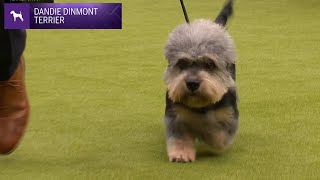 Dandie Dinmont Terriers  Breed Judging 2024 [upl. by Amolap445]