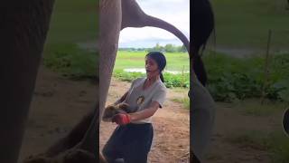 CATCHING ELEPHANT 🐘 POOP 💩 comedy funny lol gross [upl. by Maxantia748]