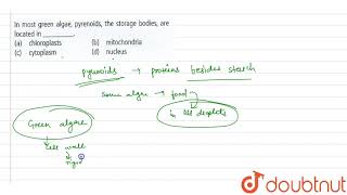 In most green algae pyrenoids the storage bodies are located in [upl. by Yesnik]