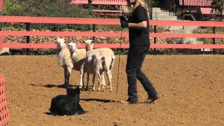 Sheep Herding in Malibu [upl. by Feodor]