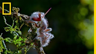 Zombie Parasite Cordyceps Fungus Takes Over Insects Through Mind Control  National Geographic [upl. by Inneg581]