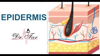 Lesson 2 Epidermis [upl. by Ashlin]