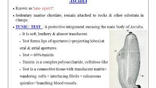 Subphylum Urochordata  Type Ascidia  Morphology [upl. by Nilecoj555]