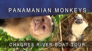 Panama  Gamboa Resort Monkeys Chagres River Boat Tour [upl. by Cristionna422]