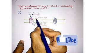 Why does calcium releasing cell signalling path important [upl. by Feil203]