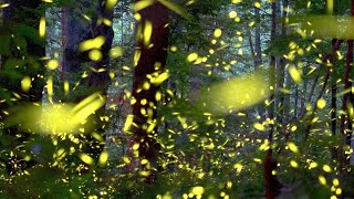 Watch Elkmont synchronous fireflies light up the Smokies [upl. by Isma20]