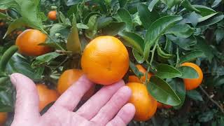 Royal Honey Murcott Mandarin May 2018 Mundubbera Queensland Australia  Variety Access [upl. by Gnay]