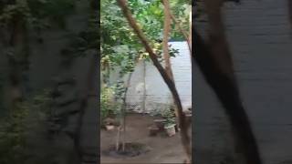 gardening indoorplantplantnursery plants garden flowers nature ytshorts youtubeshorts [upl. by Ternan]