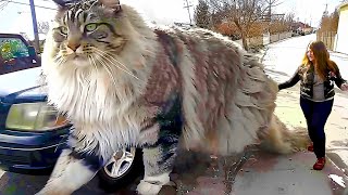 The BIGGEST CAT BREEDS In The World [upl. by Kathlin]