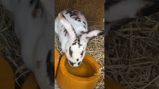 😍lapinsenegal rex776785165dakar senegal elevage cuniculture agriculture rabbit passion [upl. by Abehsile]