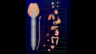 Systéme nerveux autonome 2 [upl. by Alyk903]