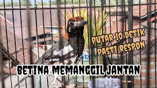 Pancingan anis kembang betina memanggil jantan  rayuan anis kembang betina [upl. by Bryce281]