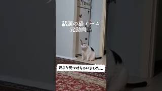 今更だけど猫ミームの元ネタ見つけた♯haa猫♯haa猫元ネタ♯今更♯猫ミーム [upl. by Redwine915]