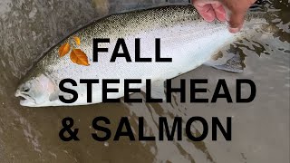 🍂Fall Salmon amp Steelhead fishing in Lake Ontario Trib [upl. by Dietsche887]